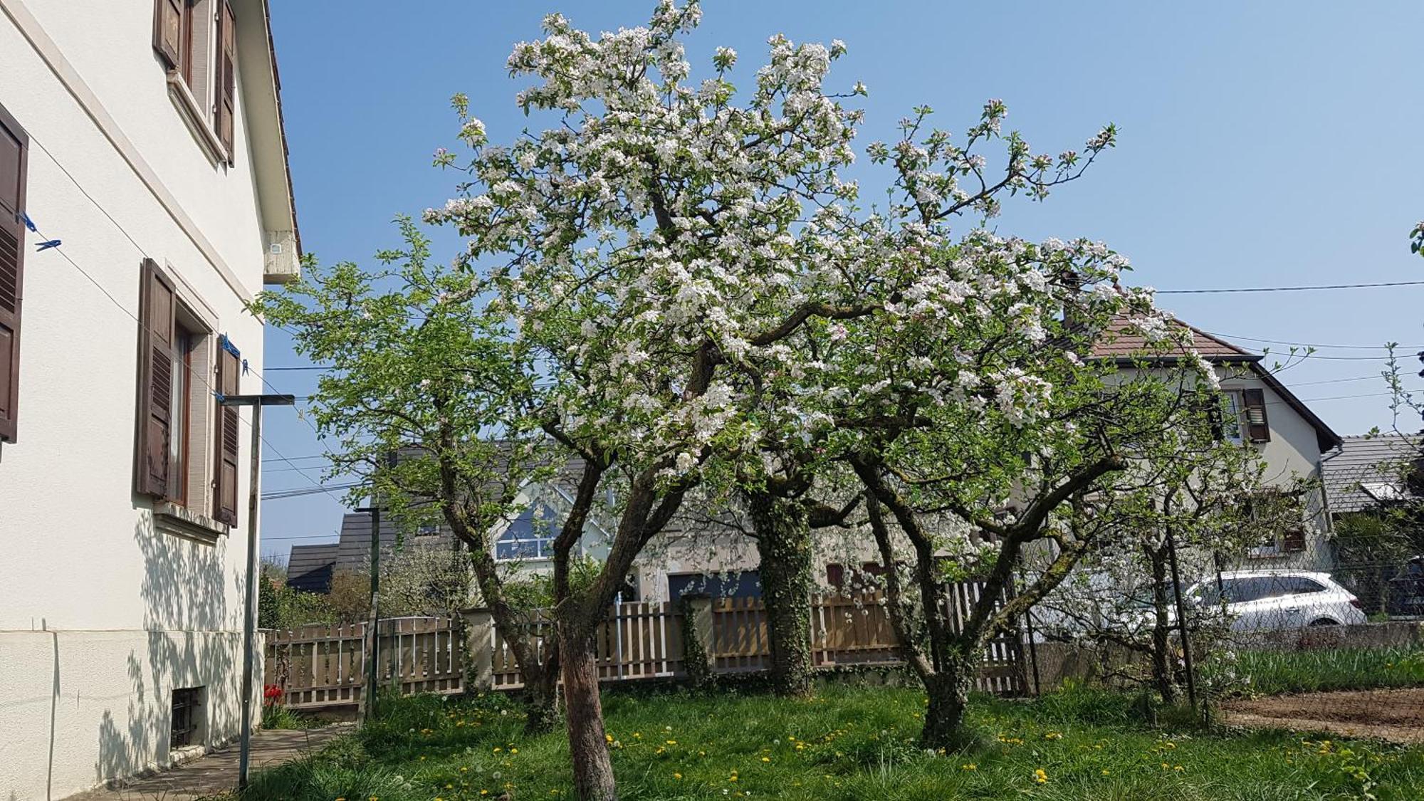 Maison Les 3 Roses Wolfisheim Esterno foto